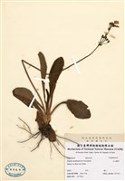 藏品(玉山櫻草)的圖片